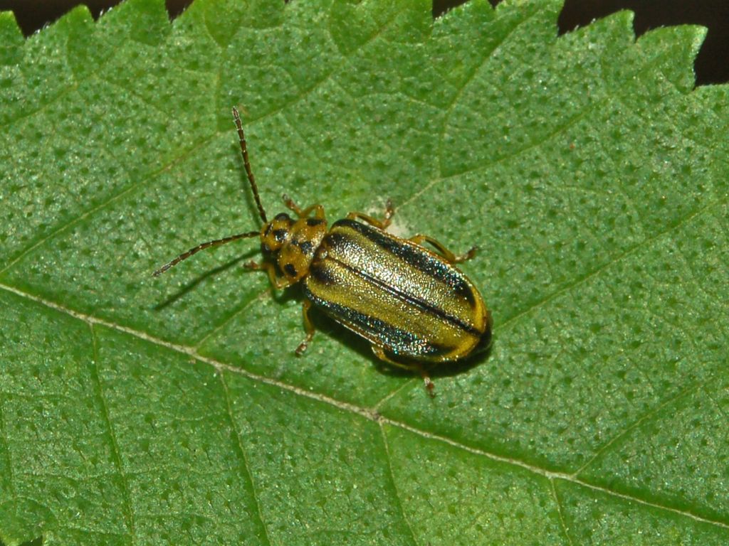 Chrysomelidae da determinare - Xanthogaleruca luteola